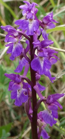 image for Early-purple Orchid