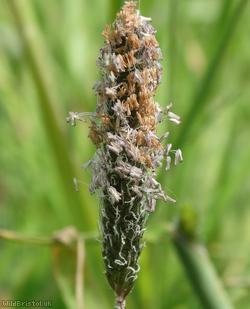 Marsh Foxtail