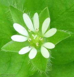 image for Common Chickweed
