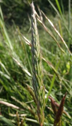 Crested Hair-grass