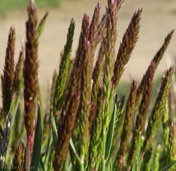 Crested Hair-grass