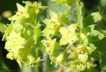 Hairy Lady's Mantle