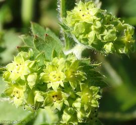 image for Hairy Lady's Mantle