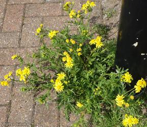Oxford Ragwort