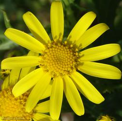 Oxford Ragwort