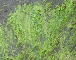 image for Algae Unidentified 2