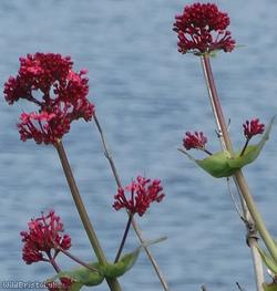Red Valerian