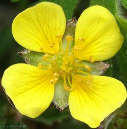 image for Hoary Cinquefoil