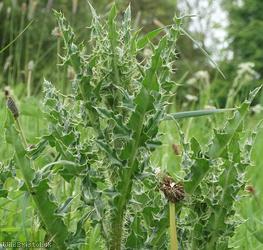 Creeping Thistle
