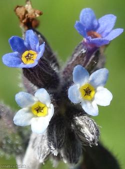image for Changing Forget-me-not