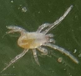image for Mite Unidentified 2