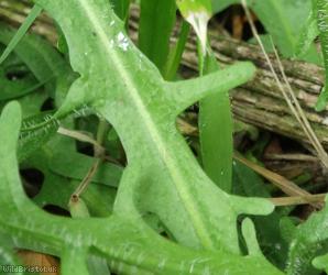 Autumn Hawkbit