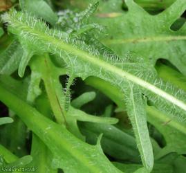 Autumn Hawkbit