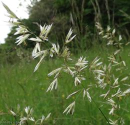 image for Meadow Oat-grass
