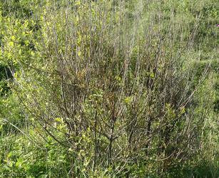 Eared Willow