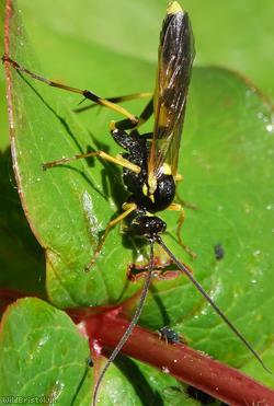 image for Toothed Tiger Ichneumon Wasp