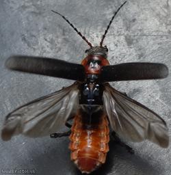 image for Cantharis rustica