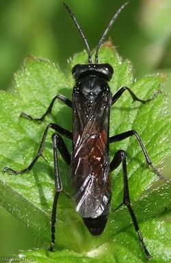 Red-belted Macrophya