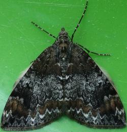 image for Common Marbled Carpet