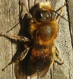Orange-vented Mason Bee