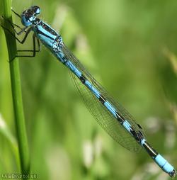 image for Common Blue Damselfly