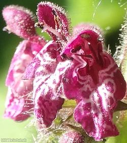 image for Hedge Woundwort