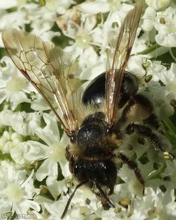 image for Carrot Mining Bee
