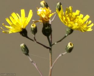H. Section Hieracium sp. 1