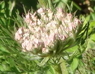 Wild Carrot