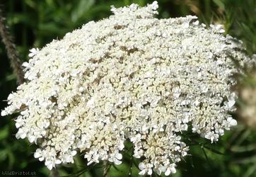 image for Wild Carrot