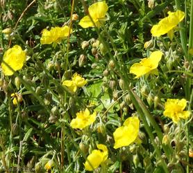 Common Rock-rose