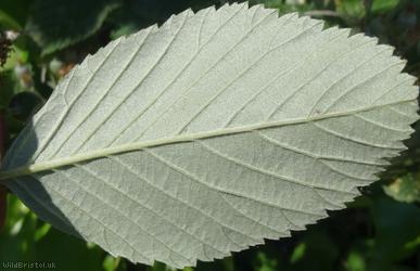 Avon Whitebeam