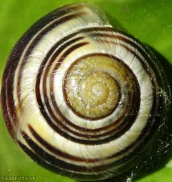 image for White-lipped Snail