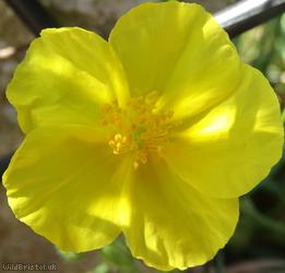Common Rock-rose