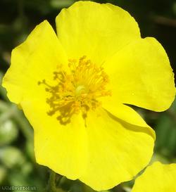 Common Rock-rose