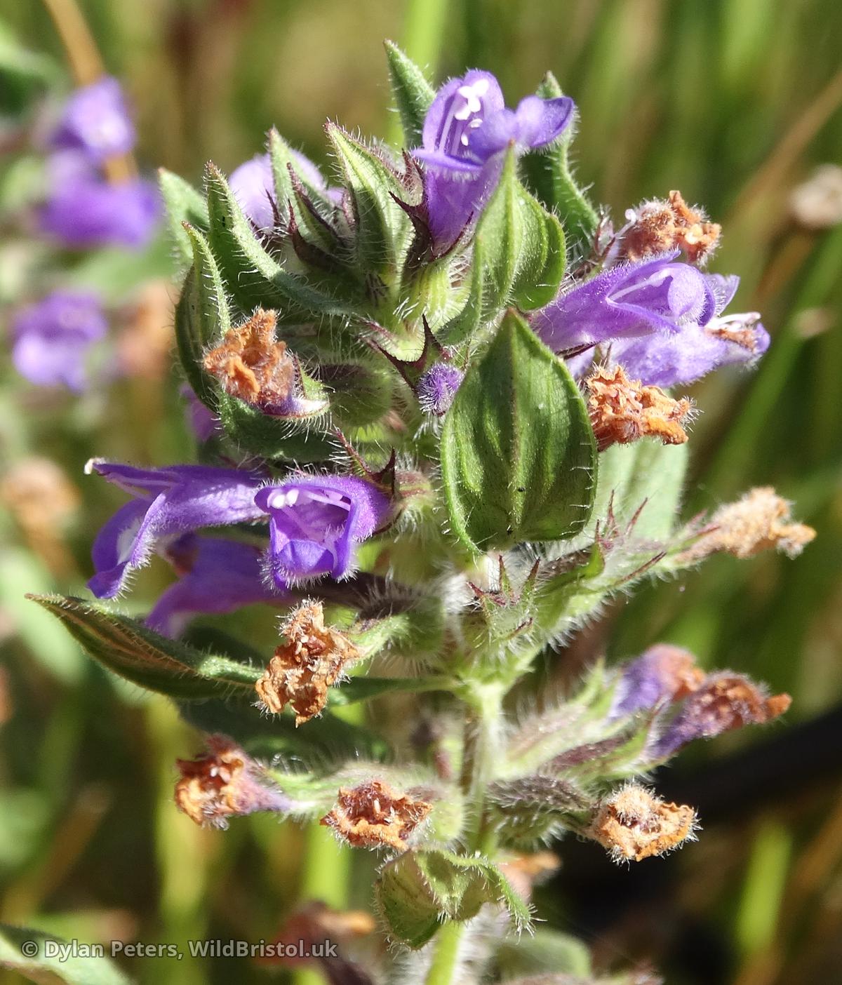 Basil Thyme - (Clinopodium acinos) - Species - WildBristol.uk