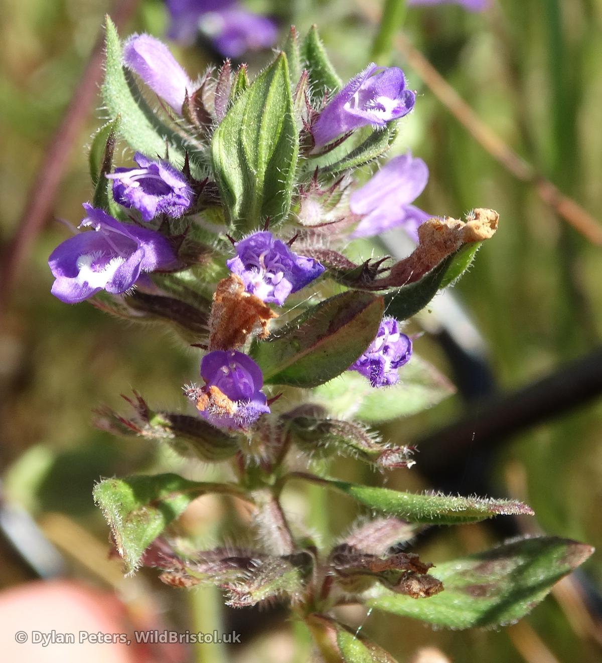 Basil Thyme (Clinopodium acinos) Species WildBristol.uk