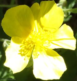 Common Rock-rose