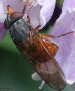 Grey-backed Snout Hoverfly