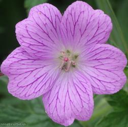 Pencilled Crane's-bill