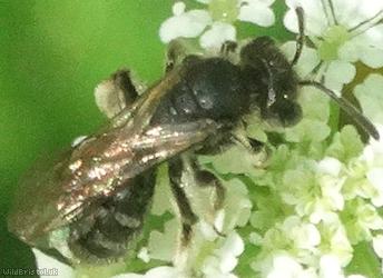 image for Mini Mining Bees