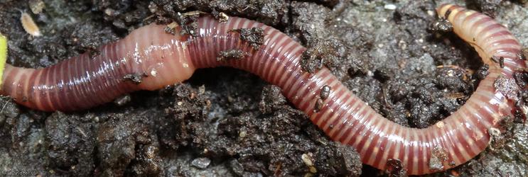 image for Compost Worm
