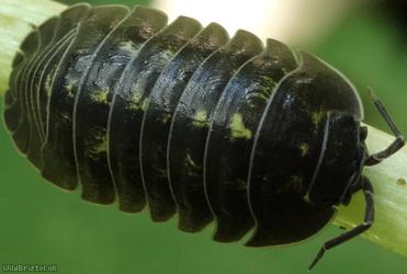 image for Southern Pill Woodlouse
