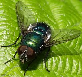 image for Common Greenbottle
