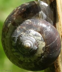image for Kentish Snail