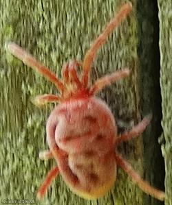 image for Mite Unidentified 3