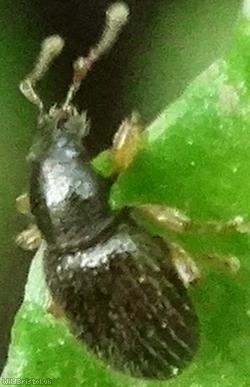 Hairy Spider Weevil