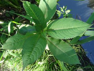 Himalayan Balsam