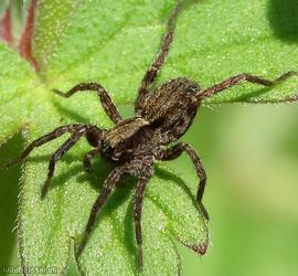 image for Common Lugubrious Wolf-spider