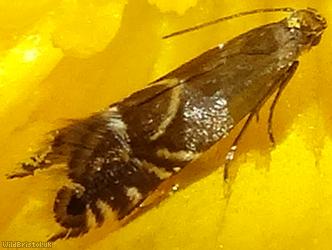 Cocksfoot Moth